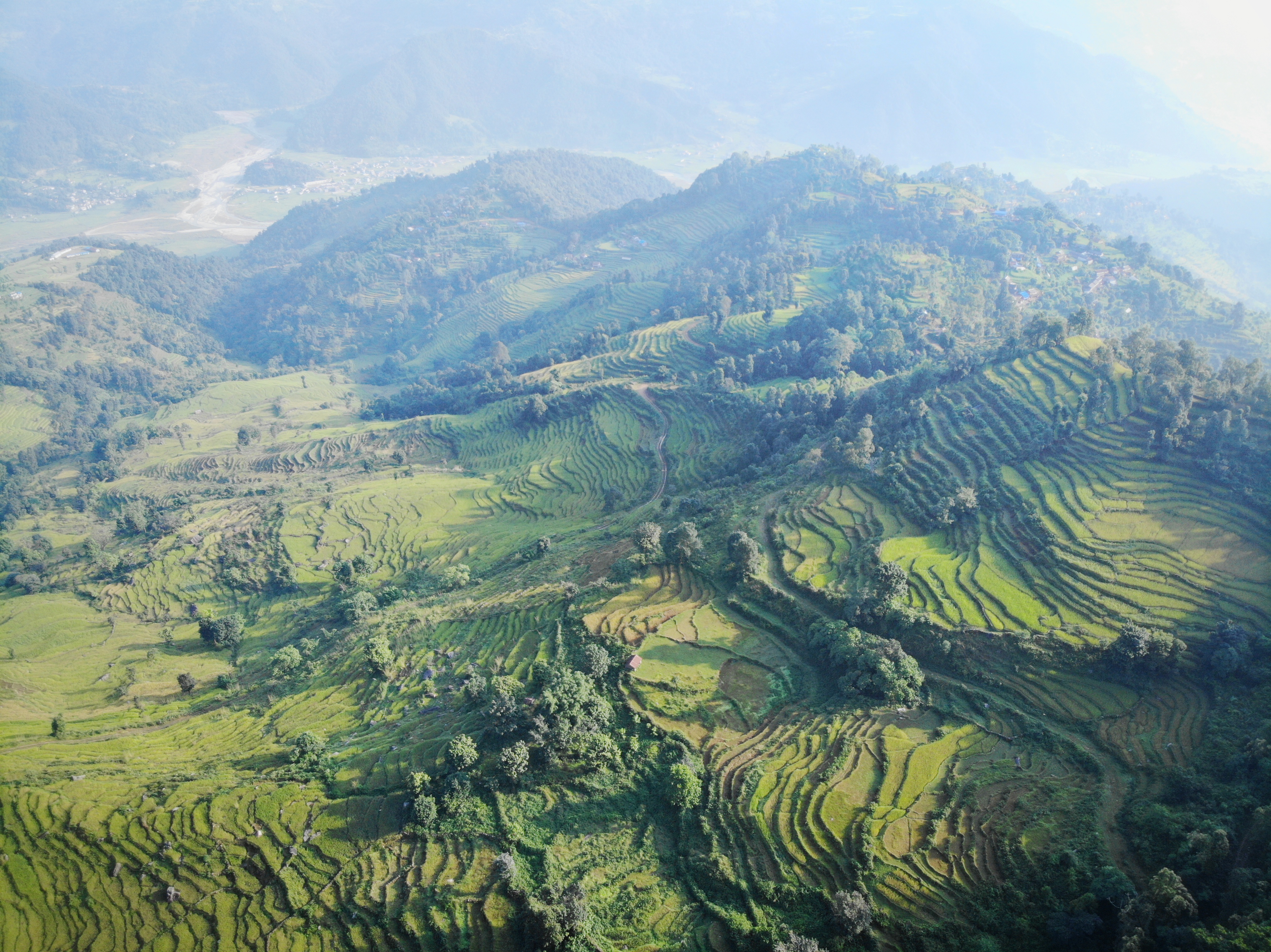 Rizière Nepal - UVS Int