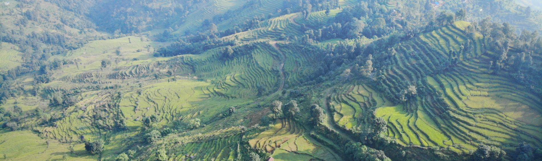 Rizière Nepal - UVS Int